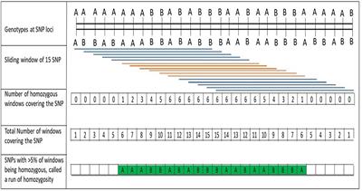 Homozygosity Mapping Reveals Population History and Trait Architecture in Self-Incompatible Pear (Pyrus spp.)